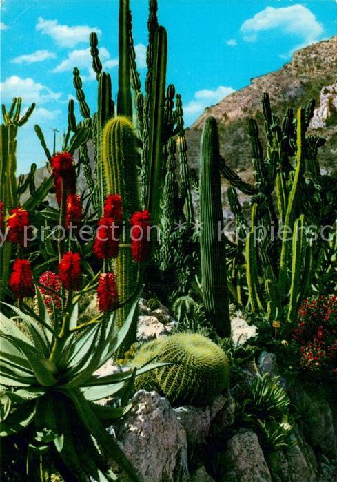 Kakteen Jardin Exotique Monaco Agave Coussin de