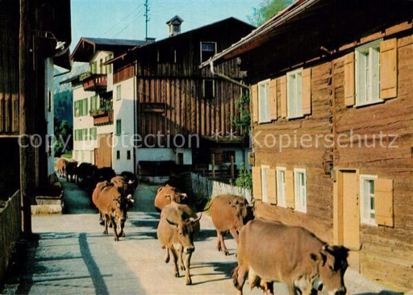 Kuehe Viehaustrieb Allgäu