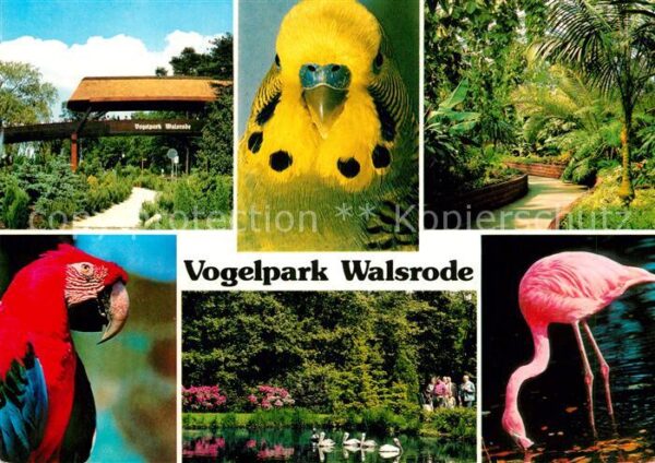 Voegel Vogelpark Walsrode Flamingo Papagei