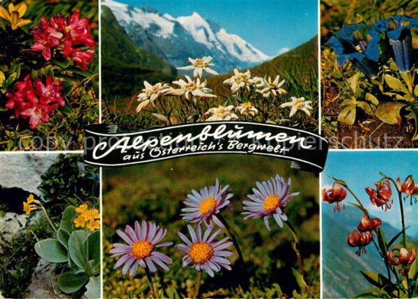 Blumen Alpenblumen Edelweiss Enzian Bergaster
