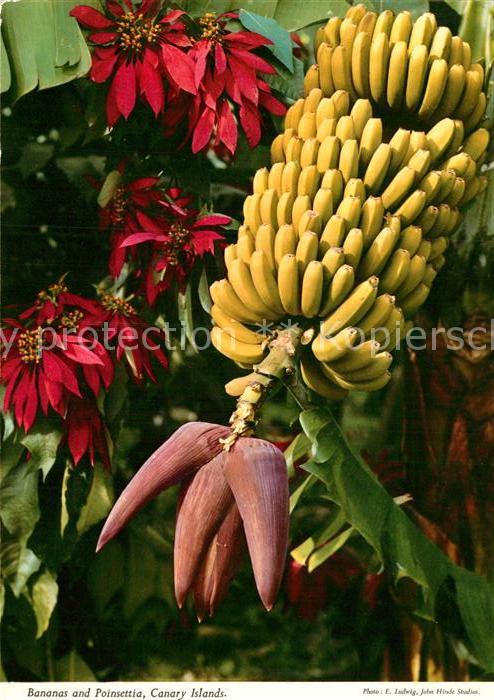 Bananen Bananas Poinsettia Canary Islands