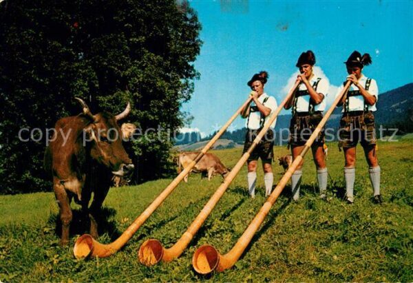 Alphorn Alphornbläser Kuh