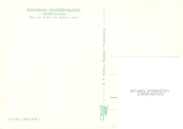 Sangerhausen Suedharz Rosarium Heideröschen – Bild 2