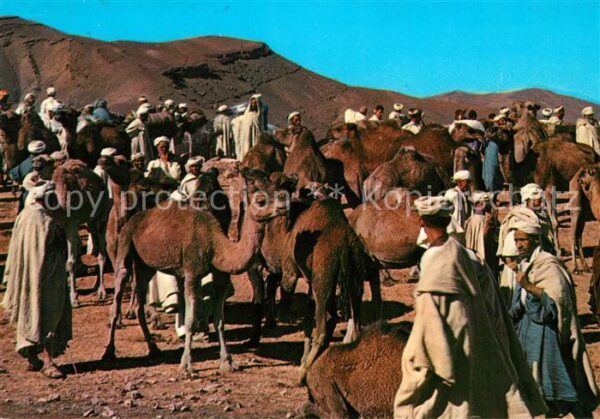 Maroc Marokko Kamelmarkt