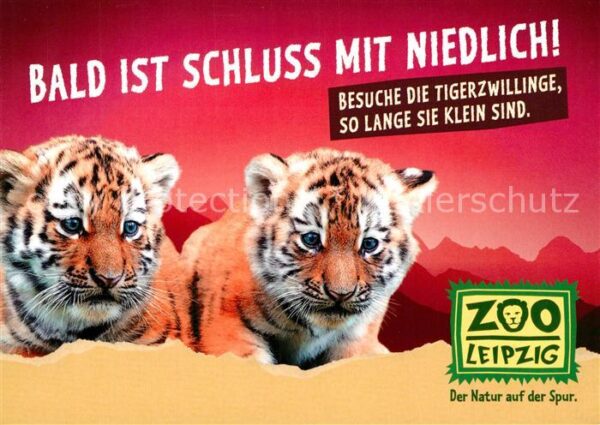 Tiger Tiere Tigerzwillinge Zoo Leipzig