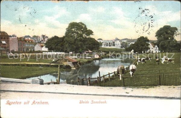 Arnhem Weide Sonsbeek Kühe