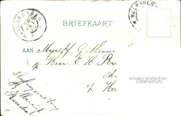 Arnhem Weide Sonsbeek Kühe – Bild 2