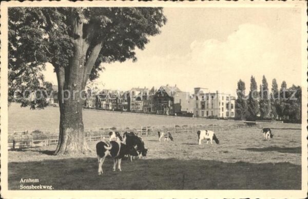 Arnhem Sonsbeekweg Weide Kühe
