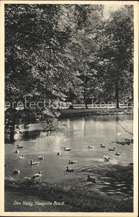 Den Haag Haagsche Bosch Enten
