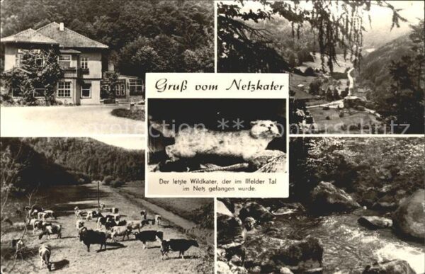 Ilfeld Suedharz Netzkater Ilfelder Tal