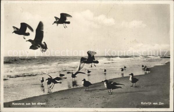 Katwijk Möwen am Strand