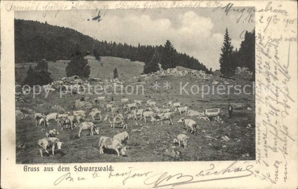 Feldberg Schwarzwald Viehweide