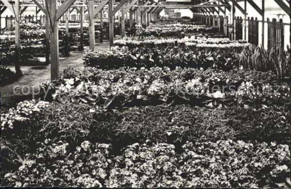 Blumen Auktionslokal Topfpflanzen Auktionszent