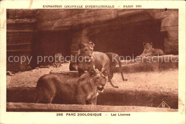 Exposition Coloniale Internationale Pari Parc Zoologique Lionnes Löwinnen