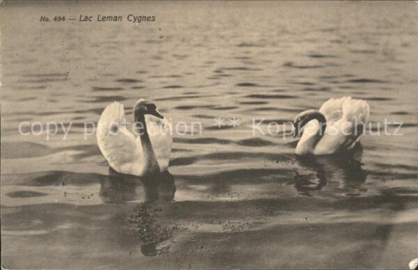 Schwan Lac Leman Cygnes