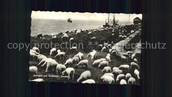Schafe Schapen Ouddorp's Zeedijk