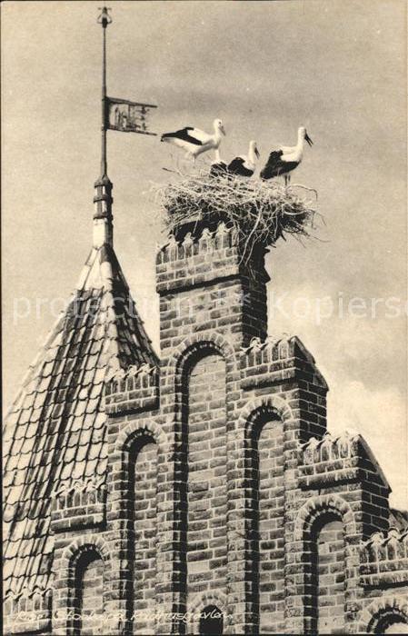 Storch Ribe Storkereden Radhusgavlen