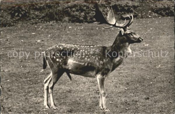 Hirsch
