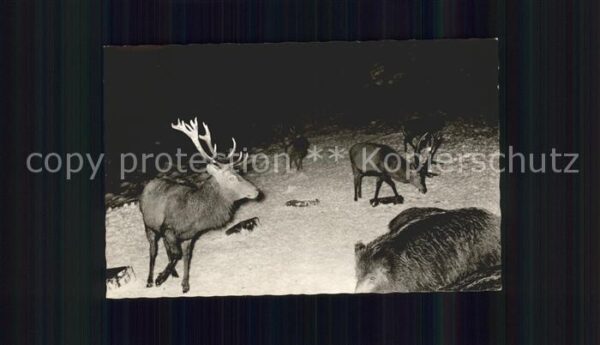 Hirsch Schwarz- und Rotwildfütterung