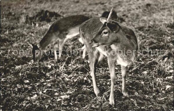 Hirsch Damhirsche Bad Driburg