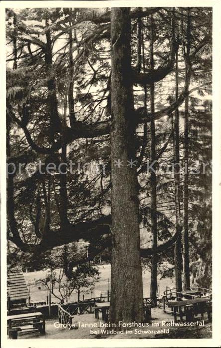 Baeume Trees Grosse Tanne Forsthaus im Rollwassertal