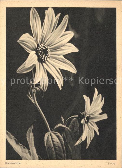 Blumen Sonnensterne