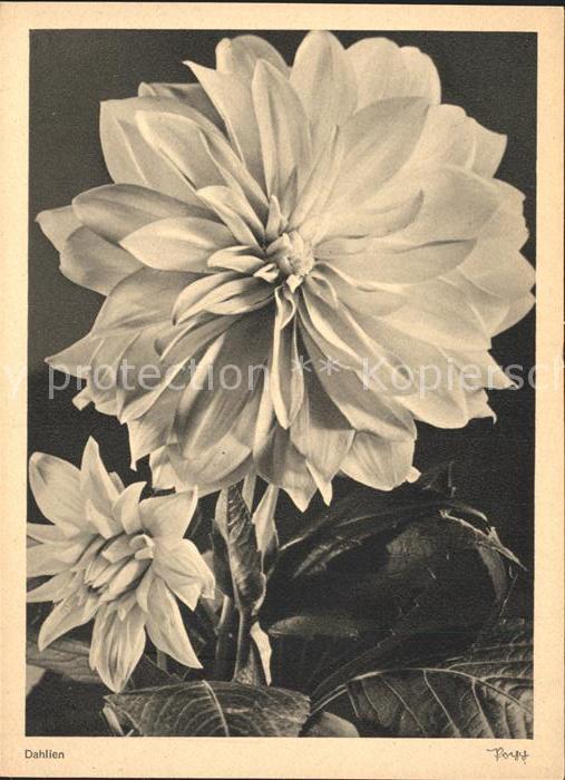 Blumen Dahlien