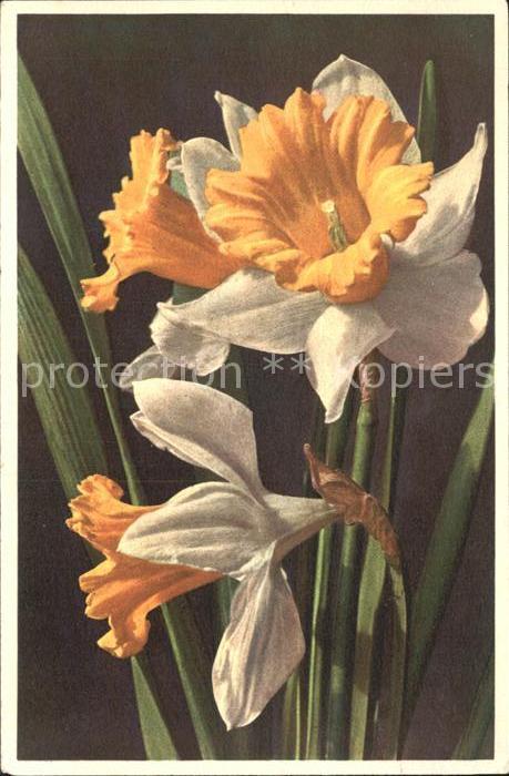 Blumen Gelbe Narzisse Narcissus Pseudonarcissu