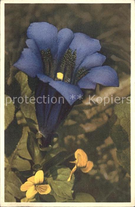 Blumen Kochscher Enzian Gentiana Kochiana