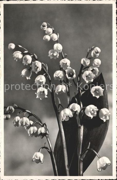 Maigloeckchen Ostern J.-Gaberell-Foto-Nr. 30423