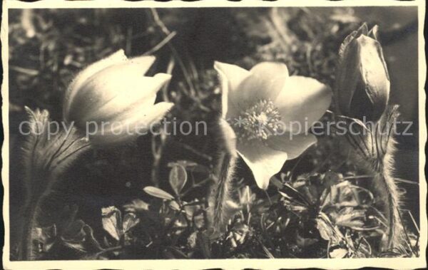 Blumen Pelzanemonen