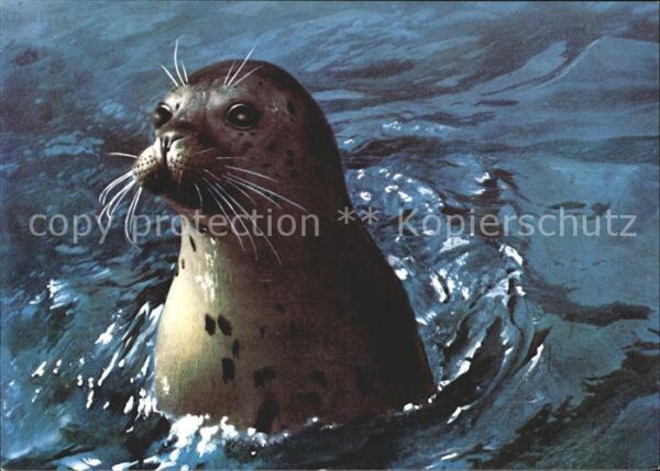 Seehunde Robben Steinkobbe Harbour seal