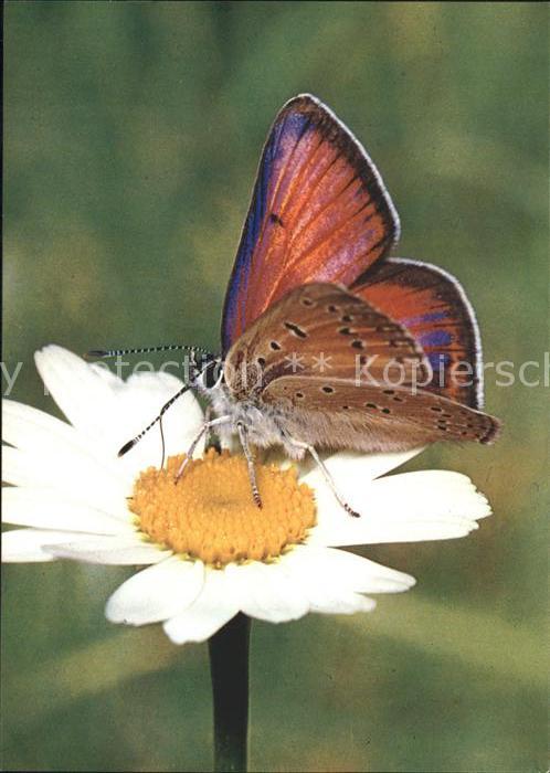Schmetterlinge Ampfer-Feuerfalter Margerite Spendenkar