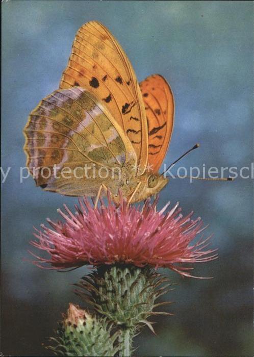 Schmetterlinge Kaisermantel Blume Spendenkarte