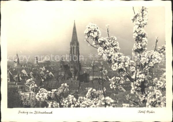 Foto Mueller Adolf Freiburg im Breisgau im Blütenschmuck