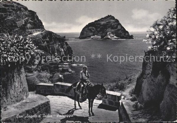 Esel Tiere Sant'Angelo d_Ischia