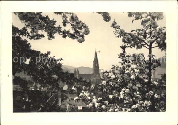 Foto Mueller Adolf Freiburg im Breisgau im Blütenschmuck