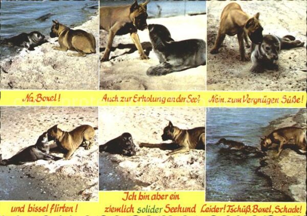 Seehunde Robben Boxer Nordseestrand