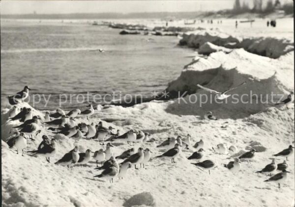 Moewen Insel Usedom