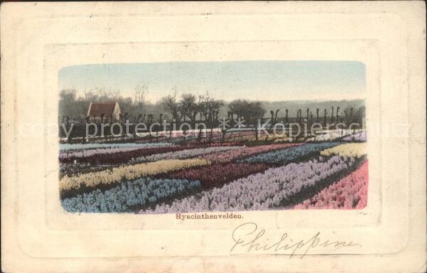 Blumen Hyacinthenvelden Hyazinthen