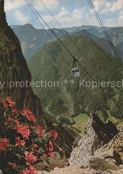 Ruhpolding Rauschbergbahn Bergbahn Alpenflora