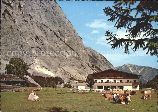 Pertisau Achensee Alpengasthof Gramai Kühe Karwendelgebir