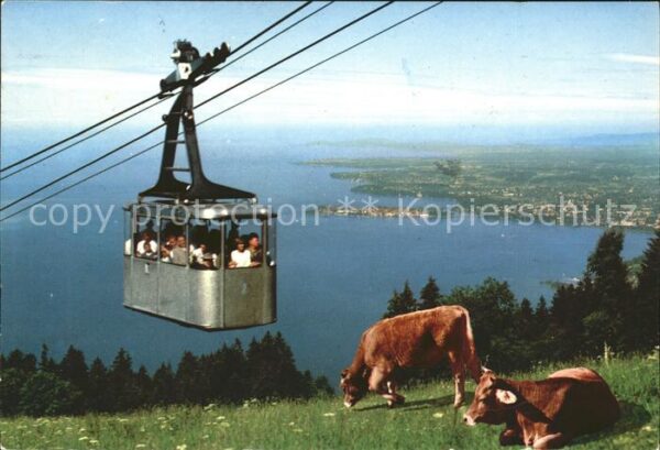 Bregenz Vorarlberg Seilbahn Kühe