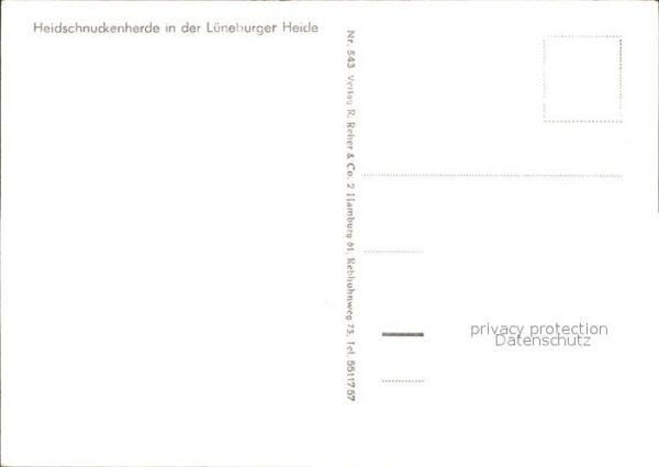Lueneburger Heide Heidschnuckenherde – Bild 2