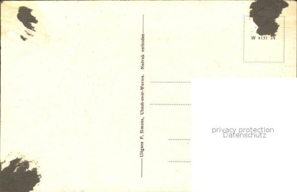 Slenaken Kühe – Bild 2