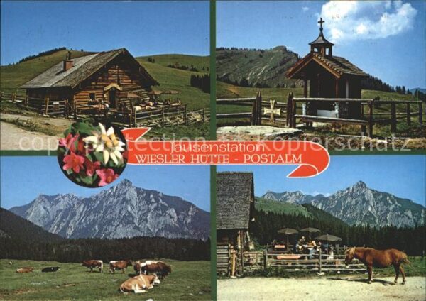 Abtenau Jausenstation Wieslerhütte Postalm Kühe
