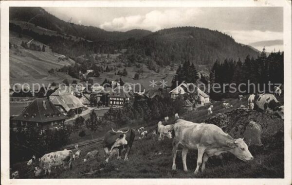 Menzenschwand Kühe