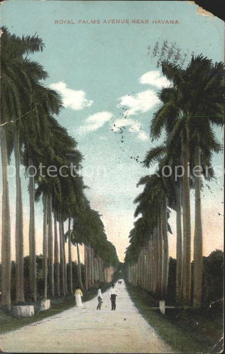 Havanna Royal Palms Avenue