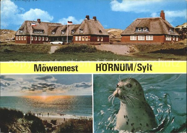 Hoernum Sylt Möwennest Panorama Seehund