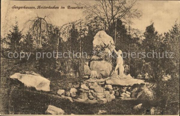 Sangerhausen Suedharz heideröschen im Rosarium